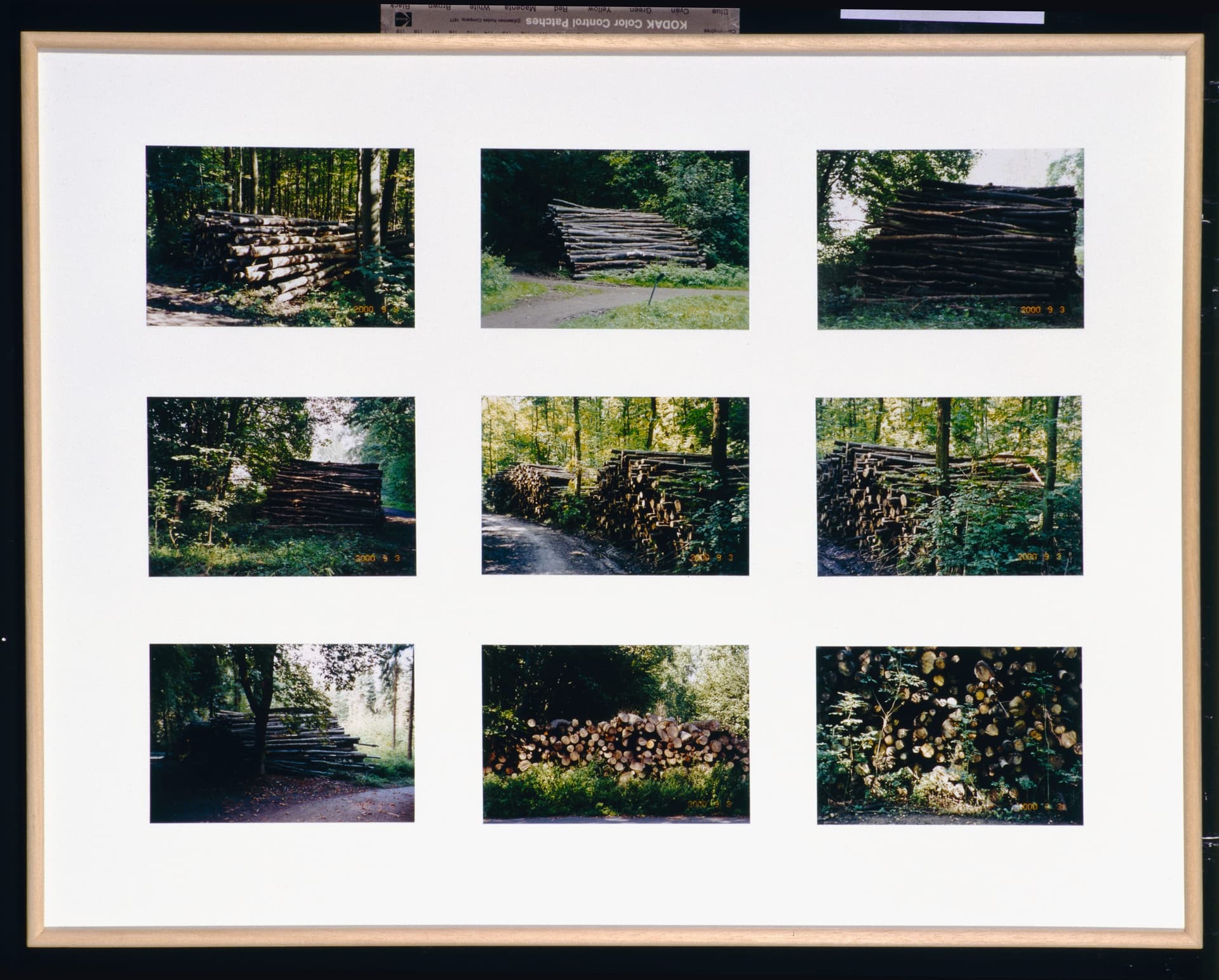 A picture of a bunch of logs in the woods